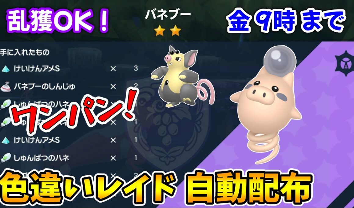 乱獲OK！バネブー色違いレイド自動配布会！【ポケモンSV】