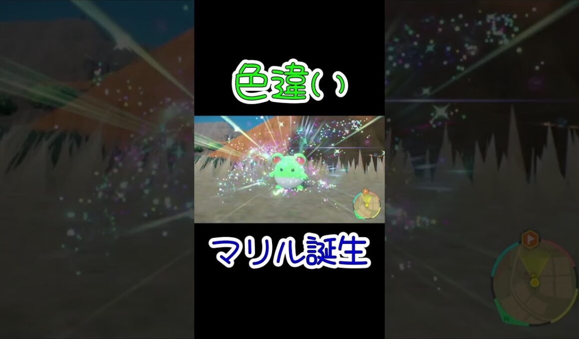 色違いマリル誕生の瞬間が可愛すぎた #shorts