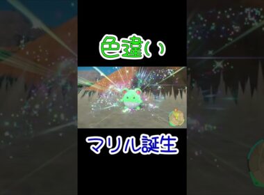 色違いマリル誕生の瞬間が可愛すぎた #shorts