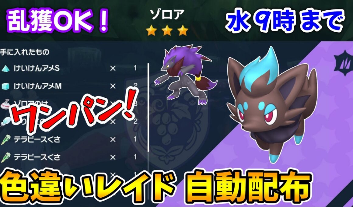 乱獲OK！ゾロア色違いレイド自動配布会！【ポケモンSV】