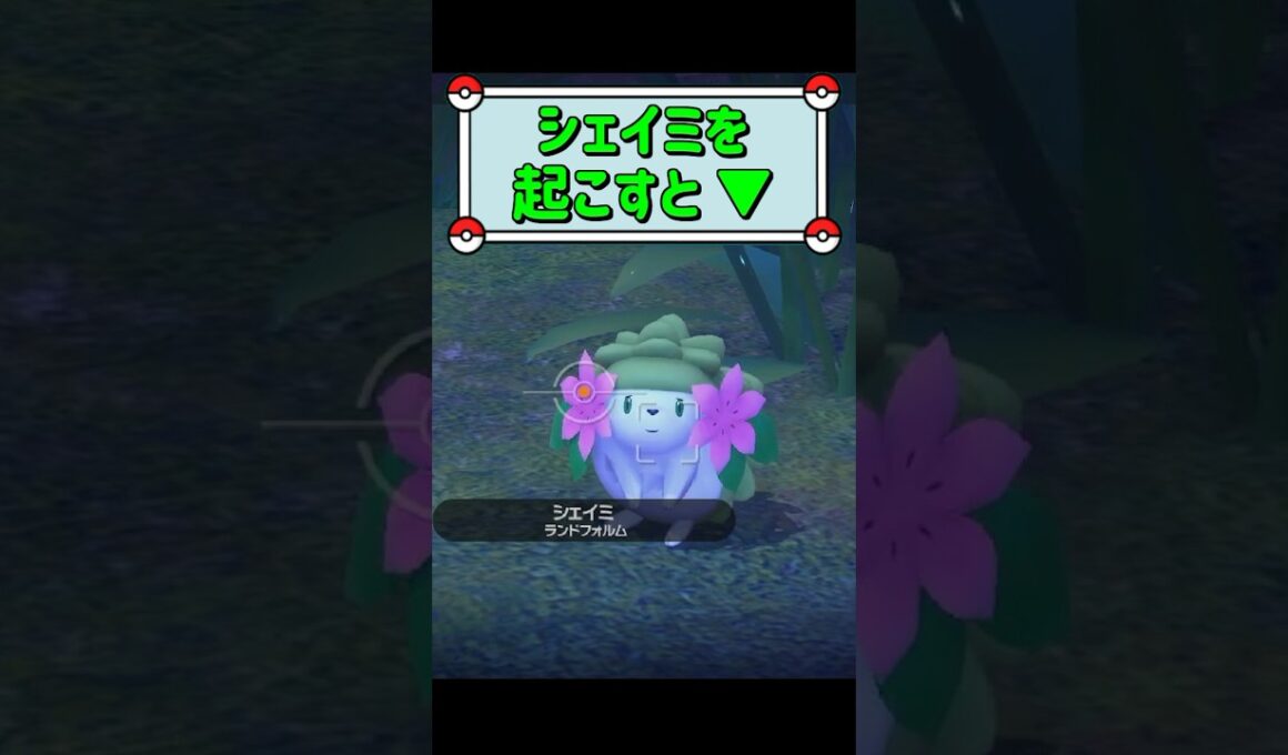 「シェイミを起こすと ▼」　#ポケモンスナップ　#ポケモン　#shorts