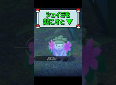 「シェイミを起こすと ▼」　#ポケモンスナップ　#ポケモン　#shorts