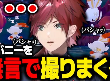 【ぽこあポケモン】あざとすぎるヒバニーの写真を無言で撮りまくるローレン【ローレン にじさんじ 切り抜き】