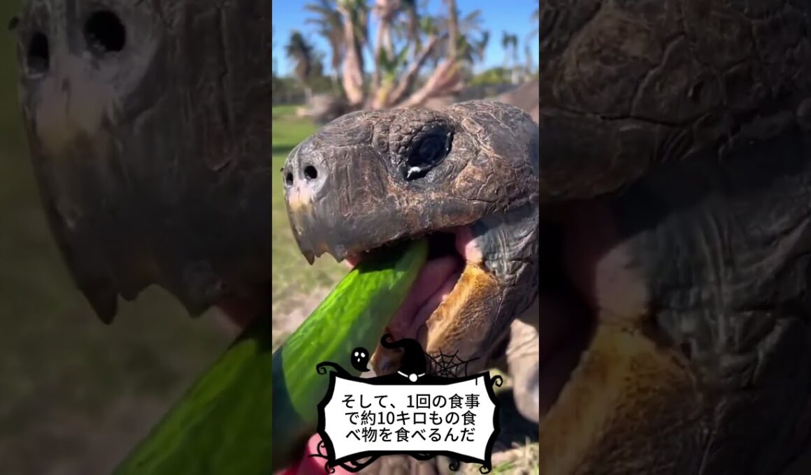 実物大の巨大で長寿なゼニガメ