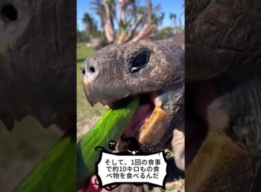 実物大の巨大で長寿なゼニガメ