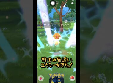 野生の色違いユクシーと出会ってしまってパニックに！