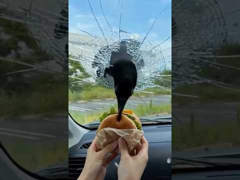 カラス煽ってたら車のガラス破ってきたｗｗｗ