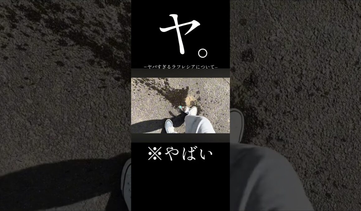 ヤ。−ヤバすぎるラフレシアについて−