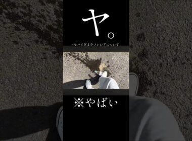 ヤ。−ヤバすぎるラフレシアについて−