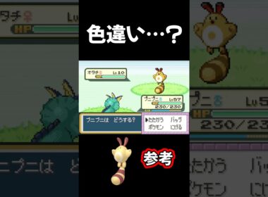 このオタチ色違いじゃないん…？