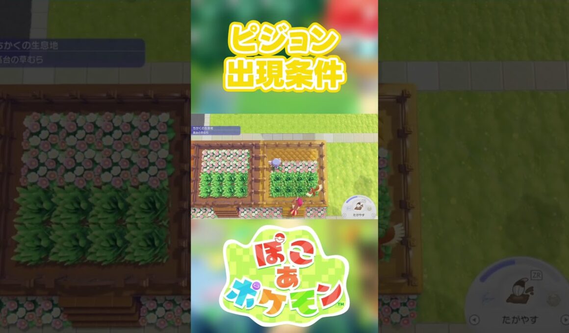 【ぽこあポケモン】ピジョンの出現条件を徹底解説！#shorts