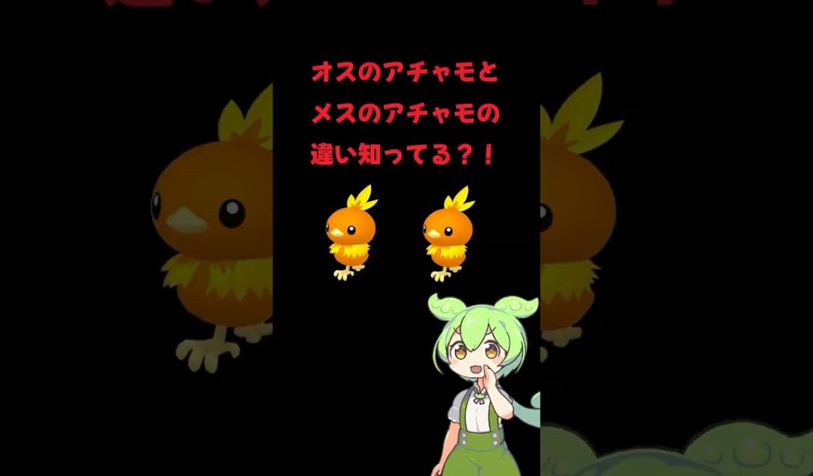 オスとメスのアチャモの違い知ってる？ #ポケモン #ずんだもん #アチャモ