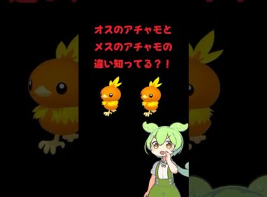 オスとメスのアチャモの違い知ってる？ #ポケモン #ずんだもん #アチャモ