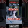 ミニリュウは弱い——でも体の中に眠るエネルギーは桁外れです【ポケモン生態】#ポケモン  #ミニリュウ #カイリュー  #ポケモン生態 #ポケモン進化  #ポケモンza  #shorts