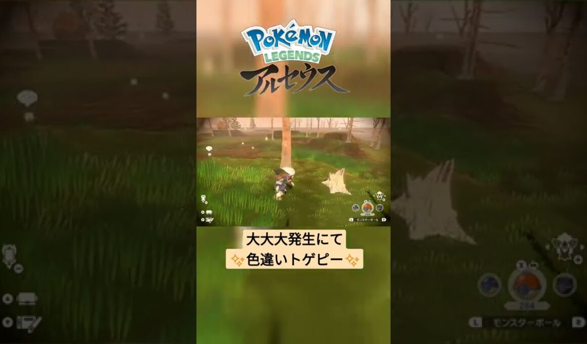 【色違い】Pokémon LEGENDS アルセウス『トゲピー』大大大発生にて色違い✨ #shorts