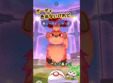 【ポケGO】ガーディ100%GETなのだ！...色違いはどこ？💧