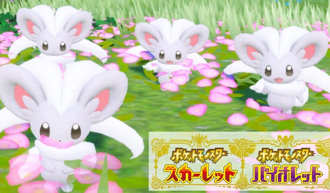 チラチーノ６匹に囲まれて癒されピクニック【ポケモンSV】