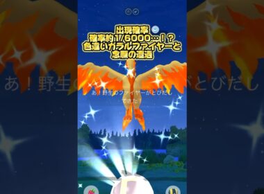 出現確率"約1/6000…！？"色違いガラルファイヤーと念願の遭遇 #ポケモン #ポケモンgo #色違い #ガラルファイヤー