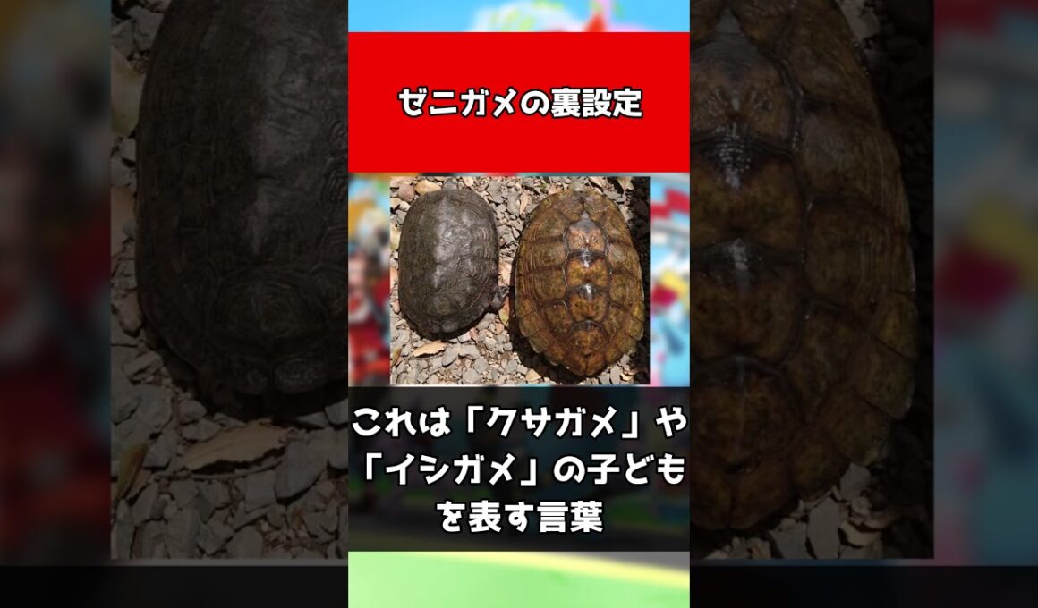 【ポケモン】ゼニガメの裏設定#shorts
