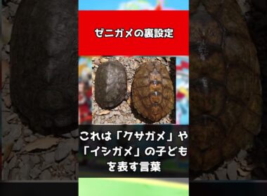 【ポケモン】ゼニガメの裏設定#shorts