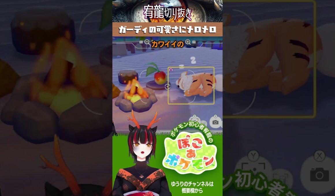 【ぽこ あ ポケモン】ガーディの可愛さにメロメロ 🐉宥龍のCHは▶️ @Yu-ri宥龍vtch #shorts