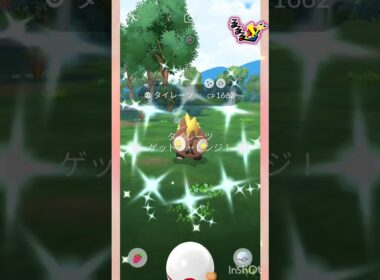 寝起きの一発目🧡✨めがタイレーツ🧡✨🧡✨🧡 #pokemongo #shorts