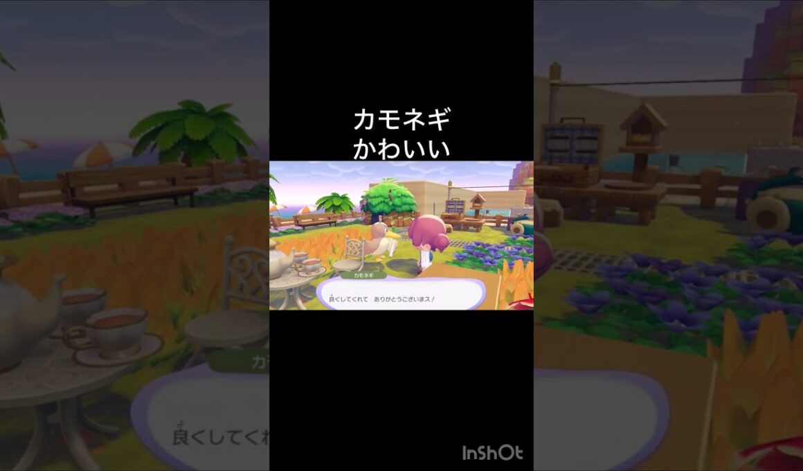 カモネギありがとう　ぽこあポケモン　#vlog #ポケモン #こはくちゃんねる2424 #毎日更新　#pokemon #pokopia #ぽこあポケモン ソロぼっち女子  5月