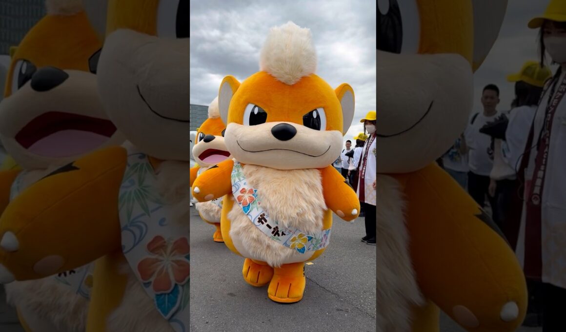 【GOフェス】ガーディのお散歩 #ポケモン #pokemon  #shorts