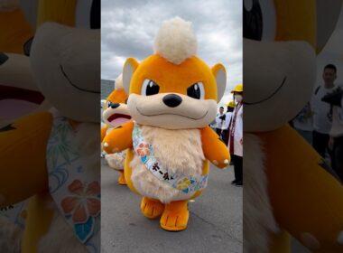 【GOフェス】ガーディのお散歩 #ポケモン #pokemon  #shorts