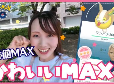 ワンパチちゃんいらっしゃい！かわいいが100点で個体値も・・・？！！