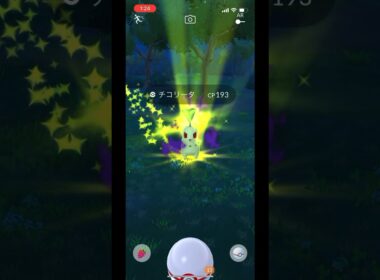 ポケモンgo シャドウチコリータゲットチャレンジ　シャドウベイリーフ　シャドウメガニウム　#pokemongo