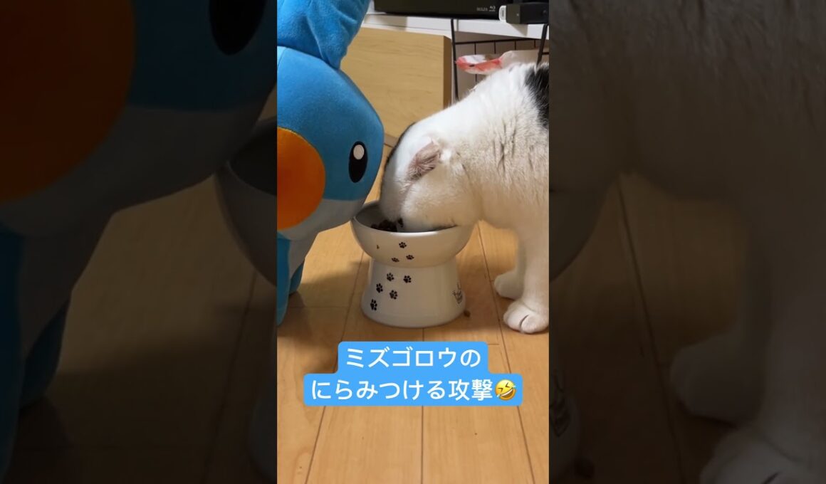 ミズゴロウのにらみつける攻撃🤣#ショート  #shorts #ミズゴロウ #ねこ  #ネコ #猫  #クレーンゲーム  #ぬいぐるみ　#にらみつける　#ポケモン