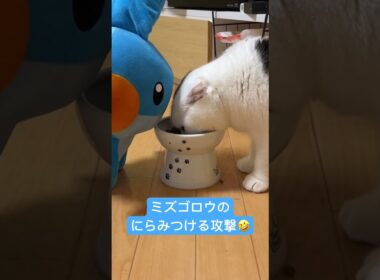 ミズゴロウのにらみつける攻撃🤣#ショート  #shorts #ミズゴロウ #ねこ  #ネコ #猫  #クレーンゲーム  #ぬいぐるみ　#にらみつける　#ポケモン