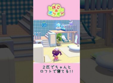 【ぽこあポケモン】ゼニガメの寝床を確認🐢