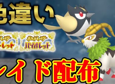 【ダブル金ピカ】 色ゴーゴート＆色ココガラ配布 shiny raid 【ポケモンSV】#参加型配信
