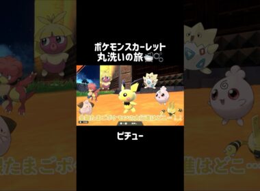 かわいいあかちゃんピチューを洗うと...？👶⚡️ #ピチュー #Pichu  #ポケモンsv #ポケモンスカーレット #ポケモン #pokemon #short