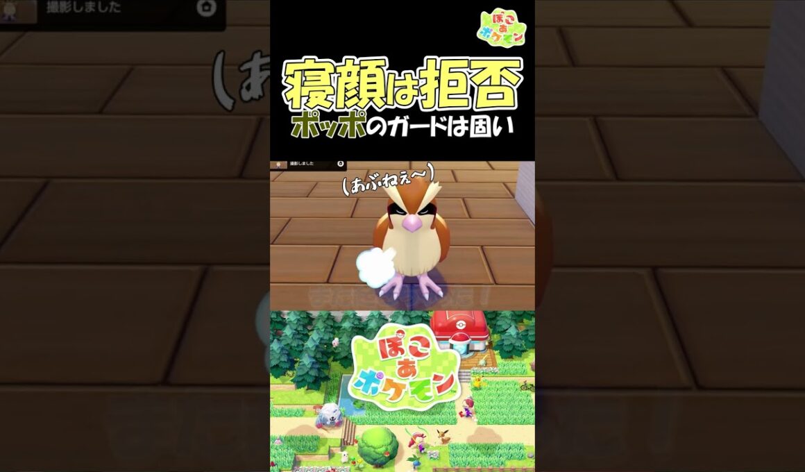 寝顔は拒否！ポッポのガードは固い【ぽこあポケモン】