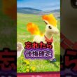 【後悔確定】⚠️限定激レア⚠️忘れないでください。意外とやるべきこと多いイベント開始！限定色違いポニータを出せた人は優勝！キャンデラの戦法探求が開催【ポケモンGO】#ポケモンGO #島名なまし