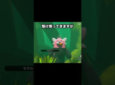 【恐怖】キテルグマの走る理由の違いが怖すぎる、、、❗️ #ポケモン #newポケモンスナップ