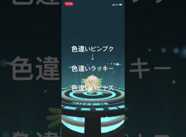 ポケモンGO 色違いピンプクを色違いラッキー、色違いハピナスへ進化！ #ポケモン #pokémon #ポケモンgo #pokemongo