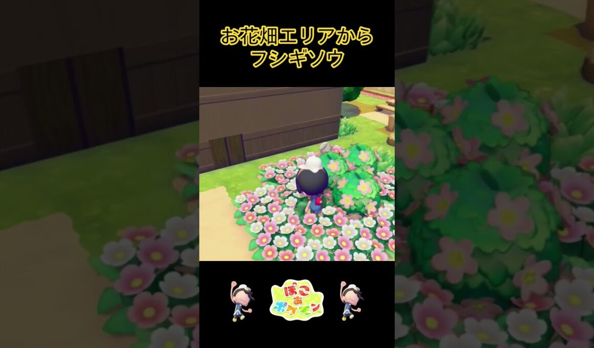 【ぽこポケ】お花畑にフシギソウ登場！#shorts #ゲーム実況 #ぽこあポケモン