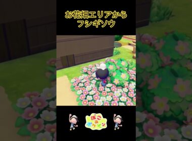 【ぽこポケ】お花畑にフシギソウ登場！#shorts #ゲーム実況 #ぽこあポケモン