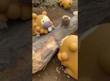 ビッパのかじりば #pokemon #ぽけもん #ポケモン #ポケパーク #shorts #ビッパ #ビーダル #可愛い #感動