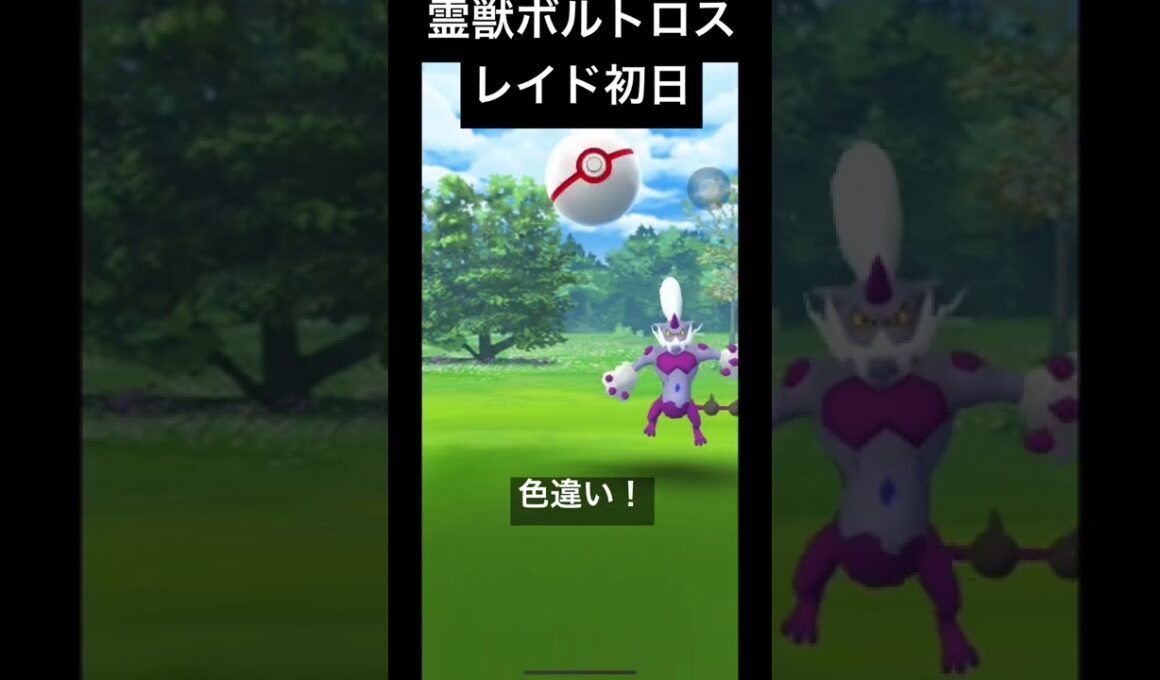 【#ポケモンgo 】霊獣ボルトロスのレイド初日に色違い初ゲット！#shorts #ボルトロス #色違い #レイド #raid #thundurus #pokemongo #shiny