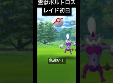 【#ポケモンgo 】霊獣ボルトロスのレイド初日に色違い初ゲット！#shorts #ボルトロス #色違い #レイド #raid #thundurus #pokemongo #shiny