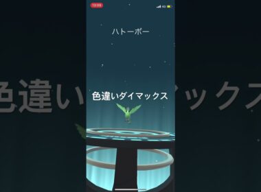 ポケモンGO 色違いダイマックスマメパト出現！色違いハトーボー、色違いケンホロウへ進化！ #ポケモンgo #pokémon #pokemongo #ポケモン