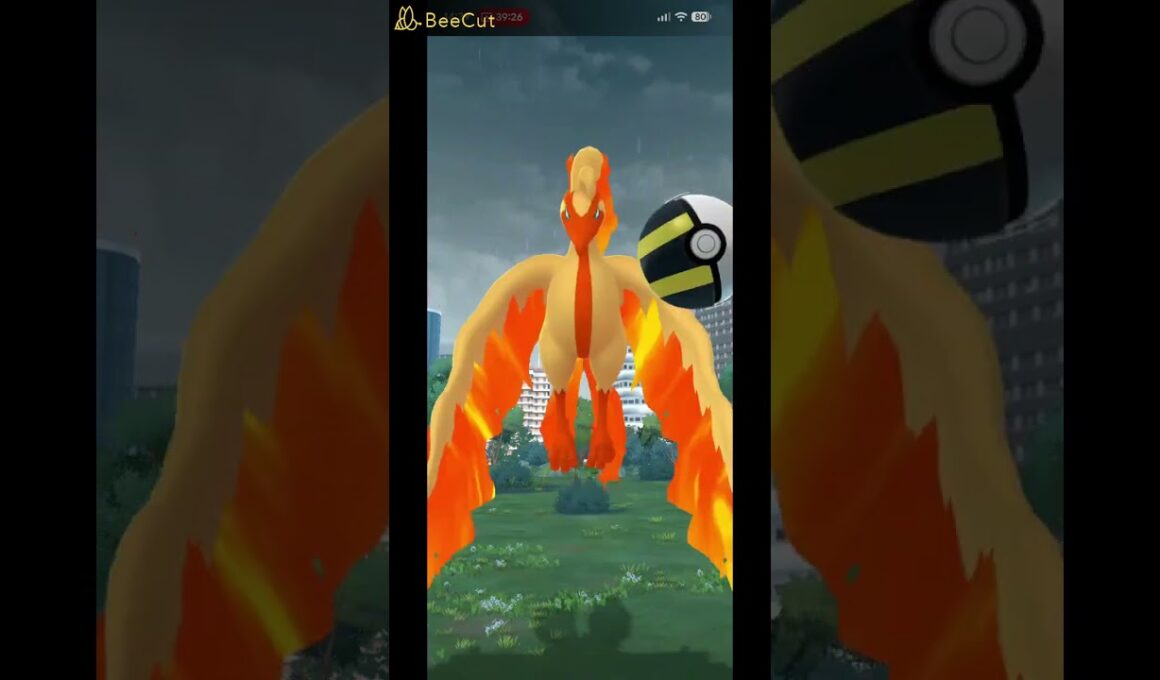 【ポケモンGO】色違いガラルファイヤー① #ポケモンgo #pokemongo #おさんぽおこう#ガラル3鳥　#ガラルファイヤー