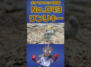 ポケモン実体図鑑No 043ワンリキー #ポケモンキッズ #ワンリキー