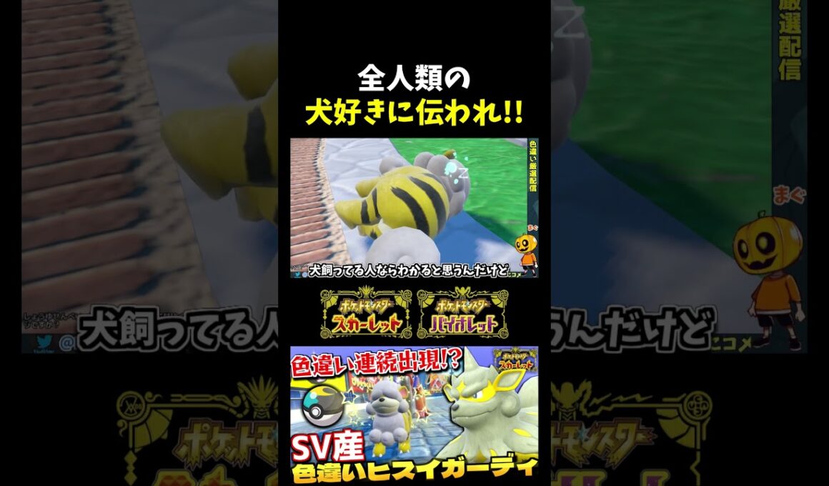 【ポケモンSV】ヒスイガーディが寝てる光景が犬あるある過ぎて犬好きに伝わって欲しいｗｗｗ【切り抜き】【色違いポケモン】【色違い厳選】#shorts
