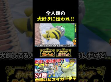 【ポケモンSV】ヒスイガーディが寝てる光景が犬あるある過ぎて犬好きに伝わって欲しいｗｗｗ【切り抜き】【色違いポケモン】【色違い厳選】#shorts